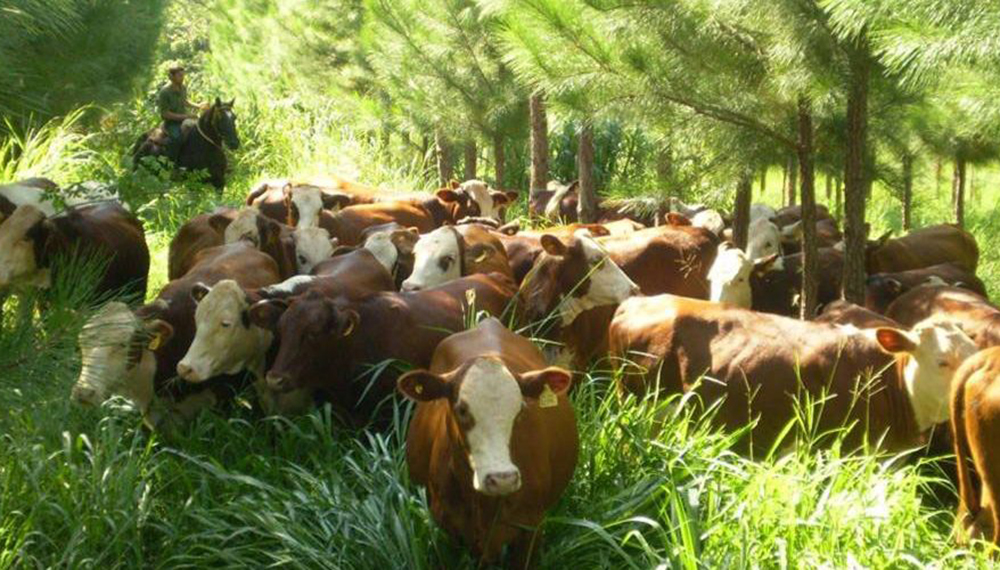 Forestación y ganadería: carne carbono neutro y mayor bienestar animal