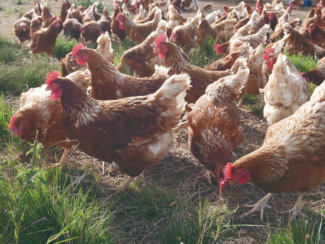 Carrefour ofrece huevos de gallinas libres de jaula bajo su línea Huella Natural