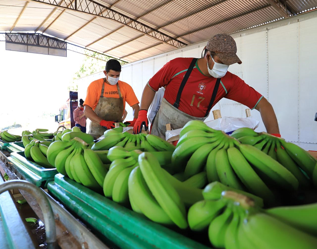 El inesperado país desde donde llegan las bananas a Argentina