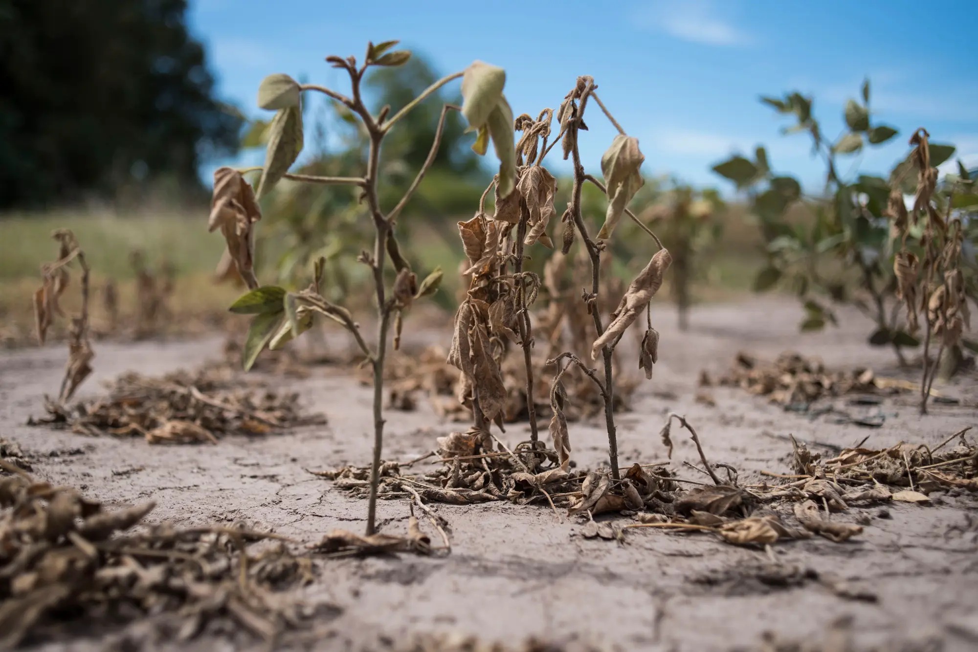 Otra amenaza para las futuras reservas: la sequía recorta las previsiones del agro