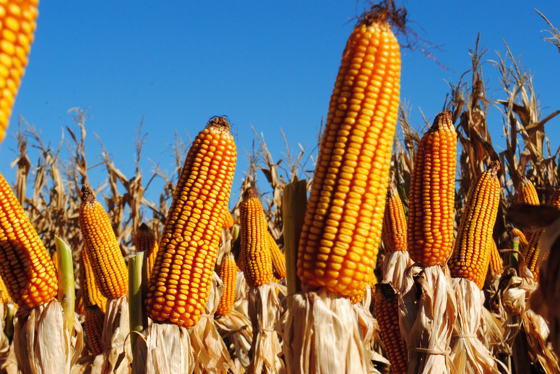 El bloqueo a importaciones también frena al campo con los fertilizantes