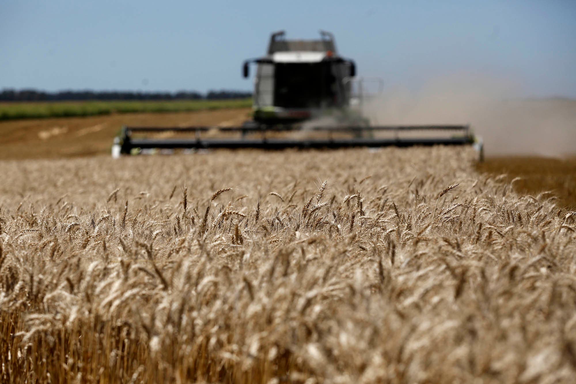 Llueve sopa y Argentina con tenedor: la peor cosecha de trigo en siete años