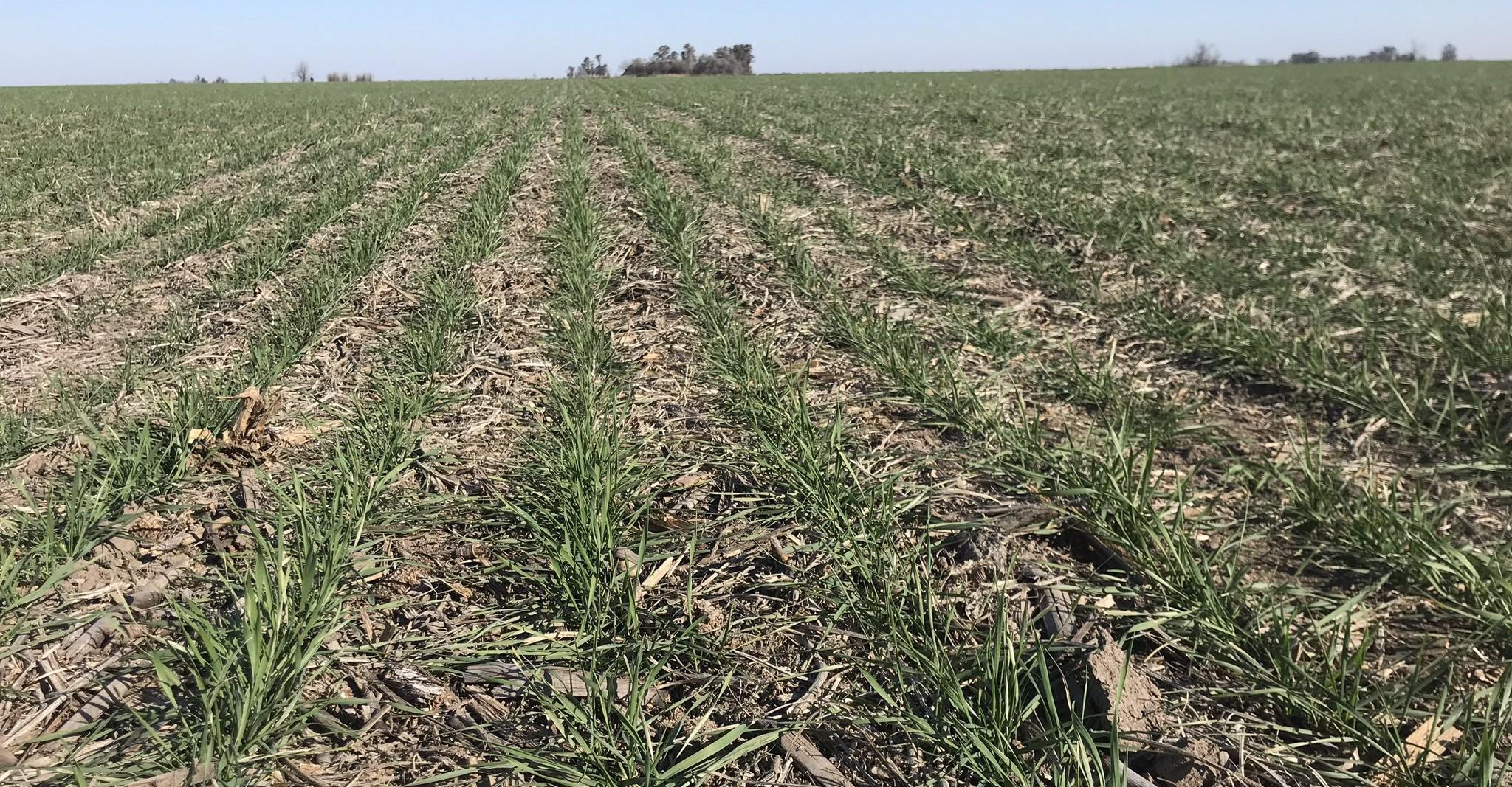 La sequía frena la lluvia de dólares del campo: casi U$S 500 M menos en Córdoba por el trigo