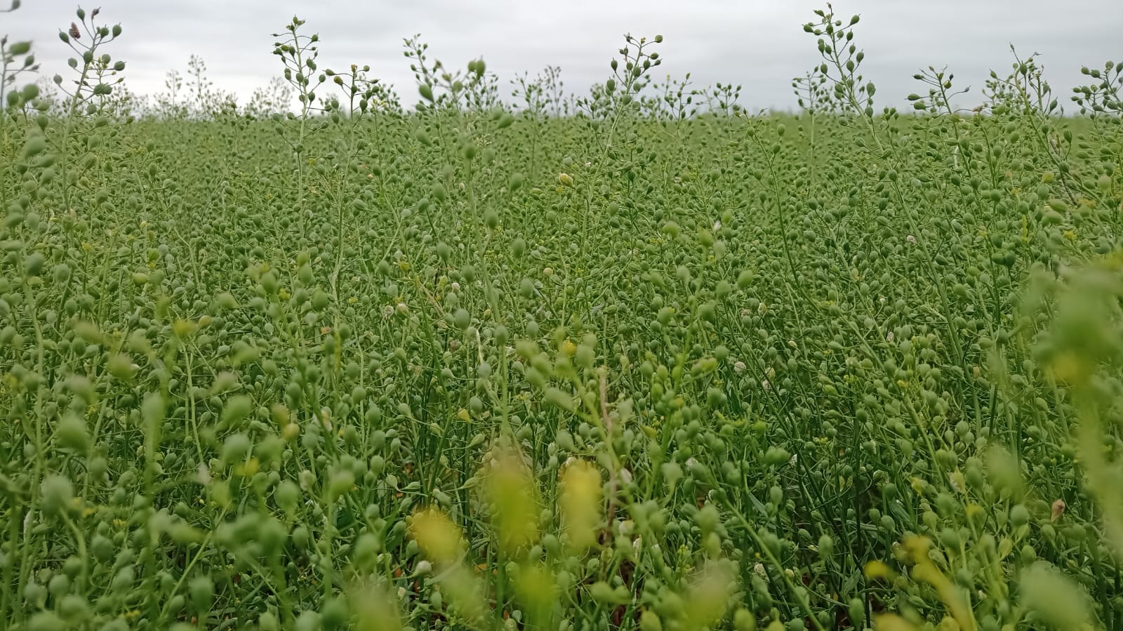 Anuncian una colaboración estratégica para promover el cultivo de camelina en Argentina