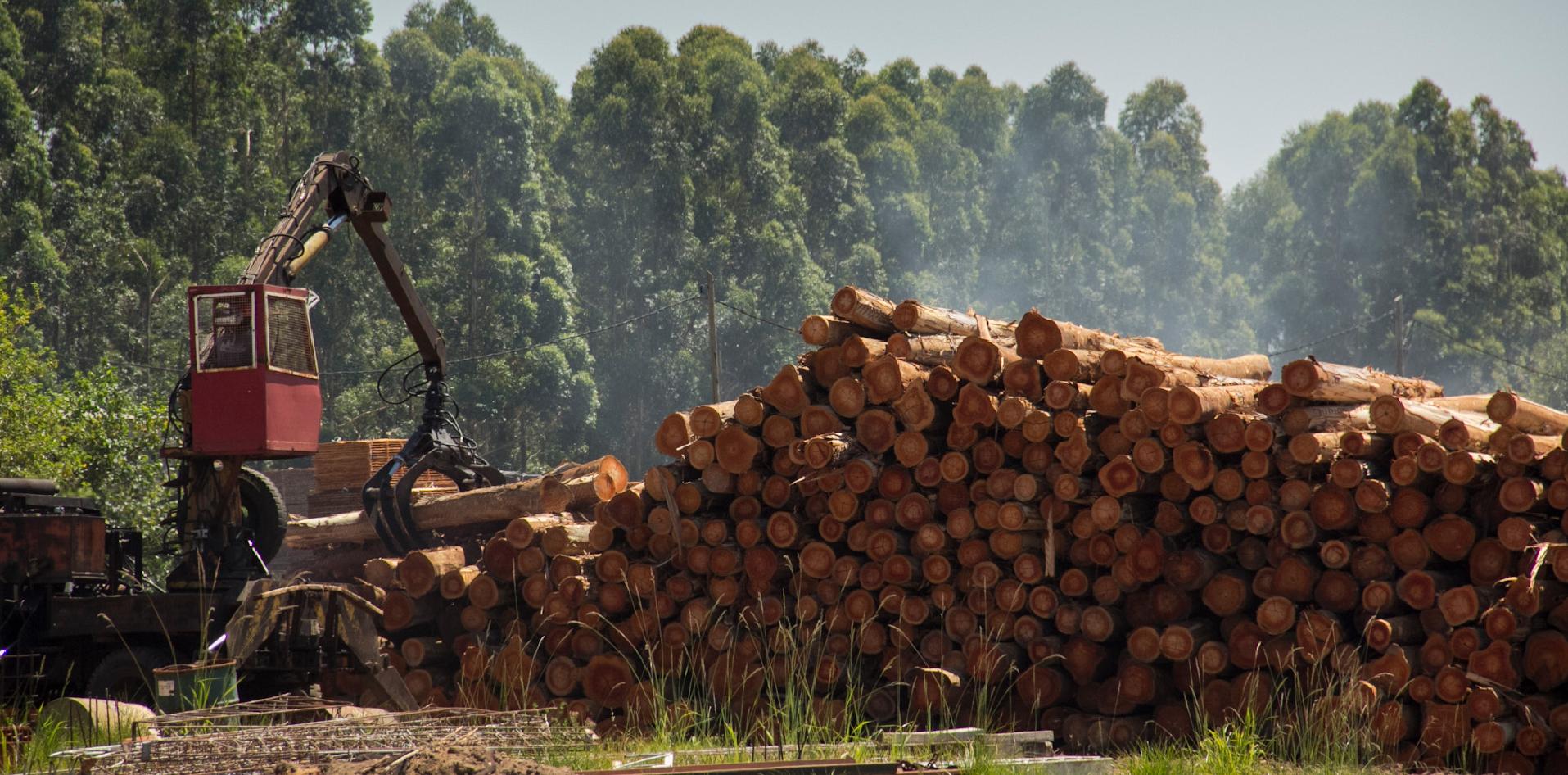 Ucrania, una ventana de oportunidad para la industria argentina de la madera
