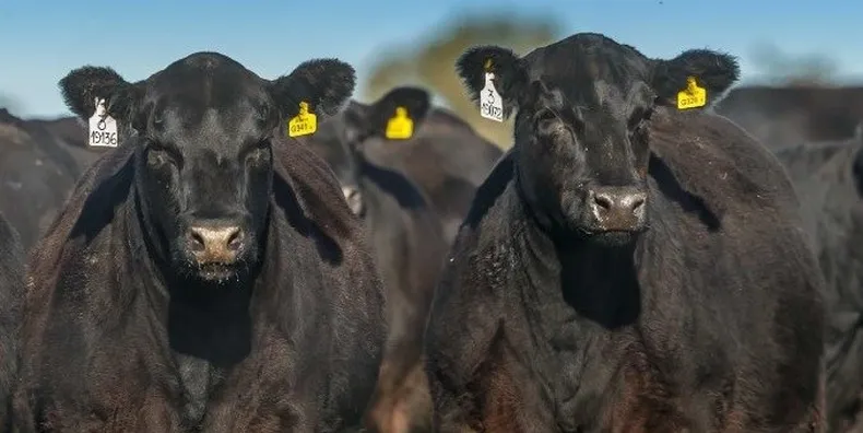 Desafíos de la carne: cita del IPCVA y Cabaña “La Glicina” en Oncativo