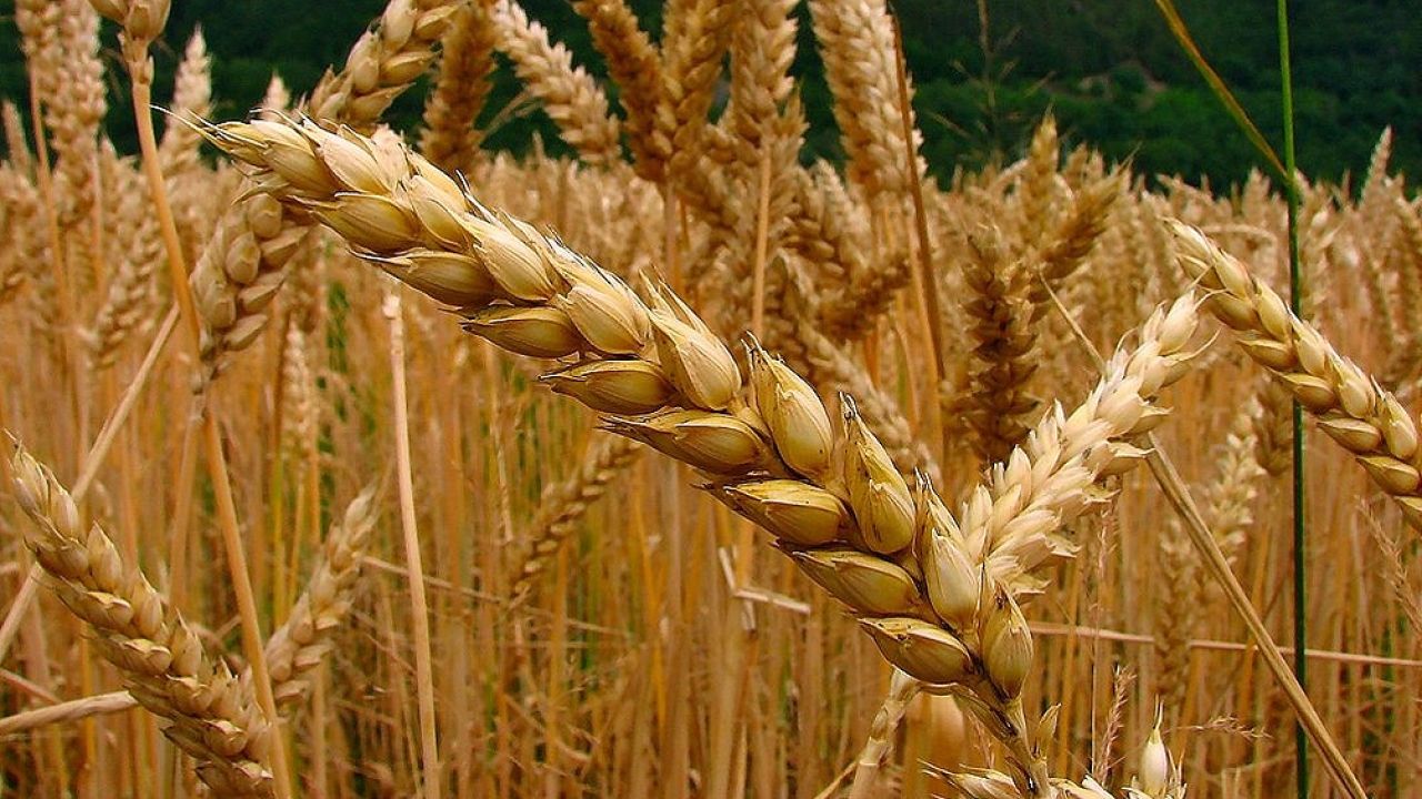 Lluvias en zonas agrícolas de Brasil y Argentina: pulgar abajo para los precios